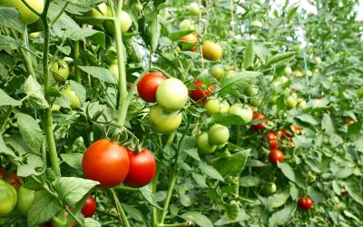 Tomatoes Farming in Kenya