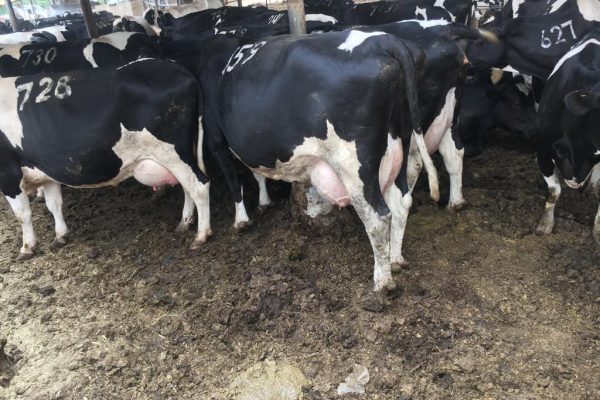 Dairy Farming in Kenya