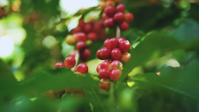 Status of Coffee Farming in Kenya