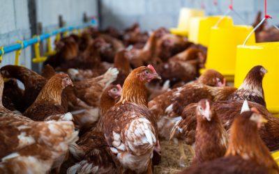 poultry farming in kenya